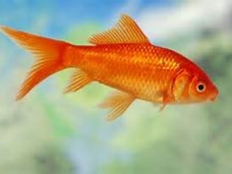 peixe